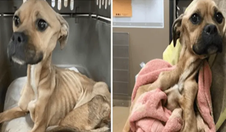 Dog Starved & Beaten Fights For Her Life, Maintains Kissing Her Vets