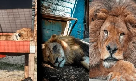 Lived in the worst zoo on the planet, Lion Bob was saved - Now he has food and they like him