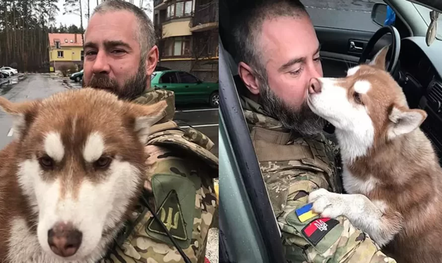 ‘Miracle’ Husky Lost in Ukraine Found by Solider Who Tracked Down Owners