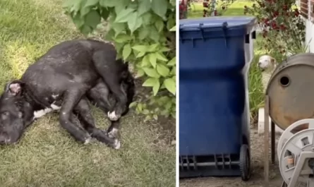 Motionless Dog Lay Helpless As A Friend Watched Over Her From A Distance