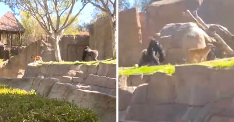 Dog Locates Himself In The Gorilla Enclosure At The San Diego Zoo
