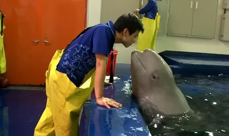 Whale falls in love with zoo keeper and currently they have the most lovable friendship