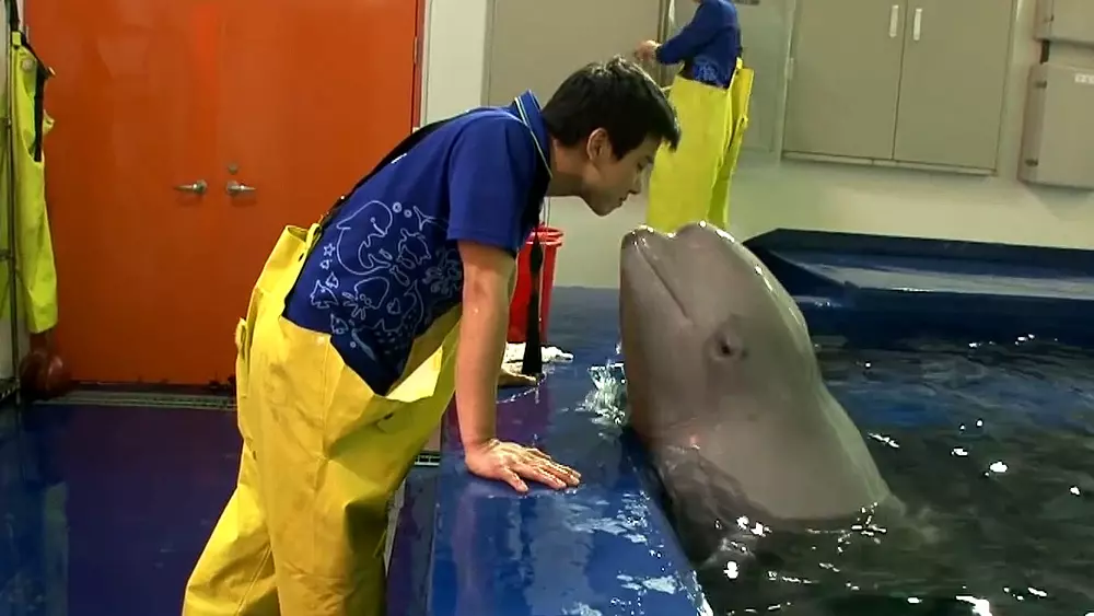 Whale falls in love with zoo keeper and currently they have the most lovable friendship