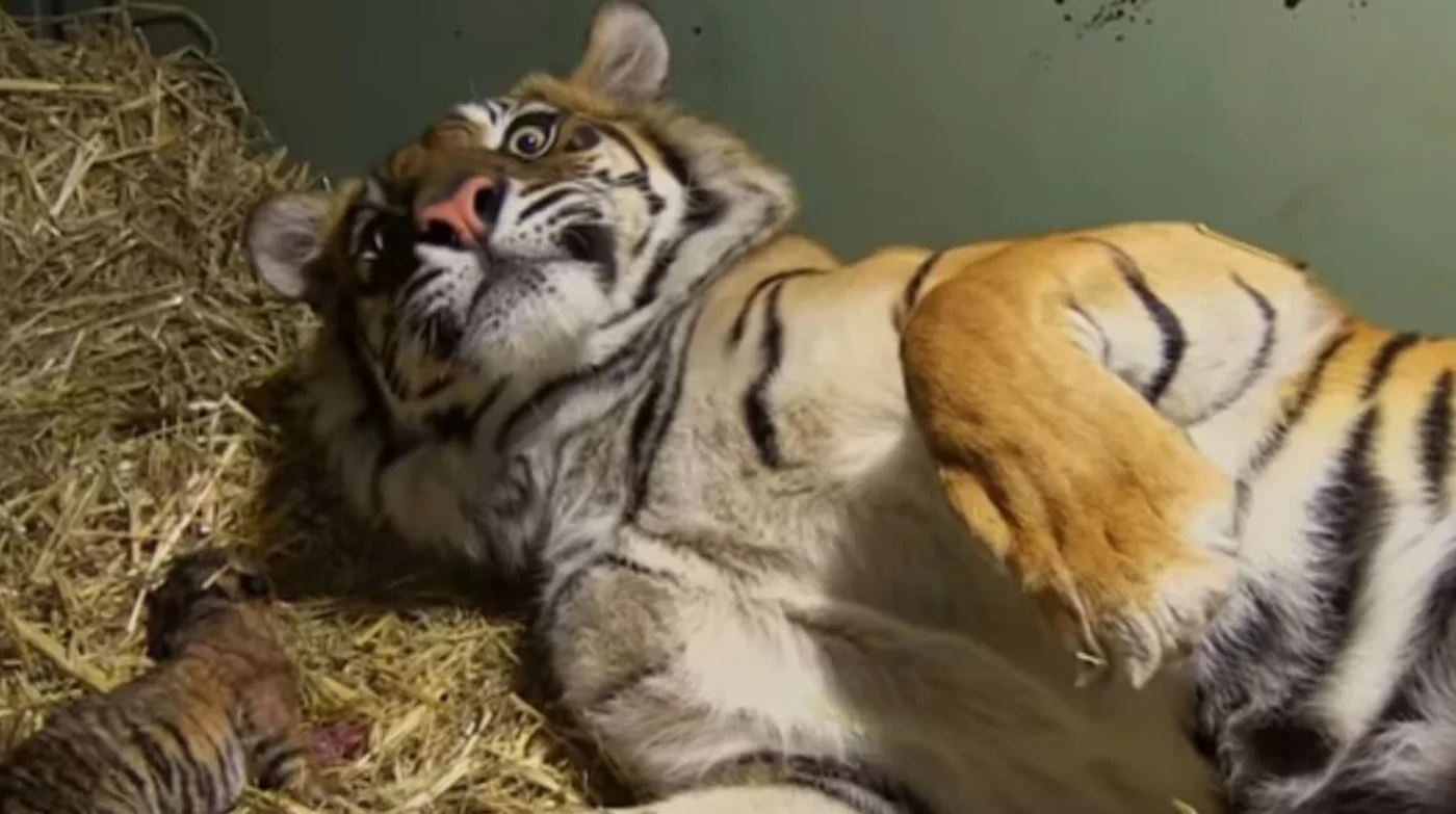 Moment Of Twin Birth Of An Endangered Tiger And Also Last-minute Mother's Reactions