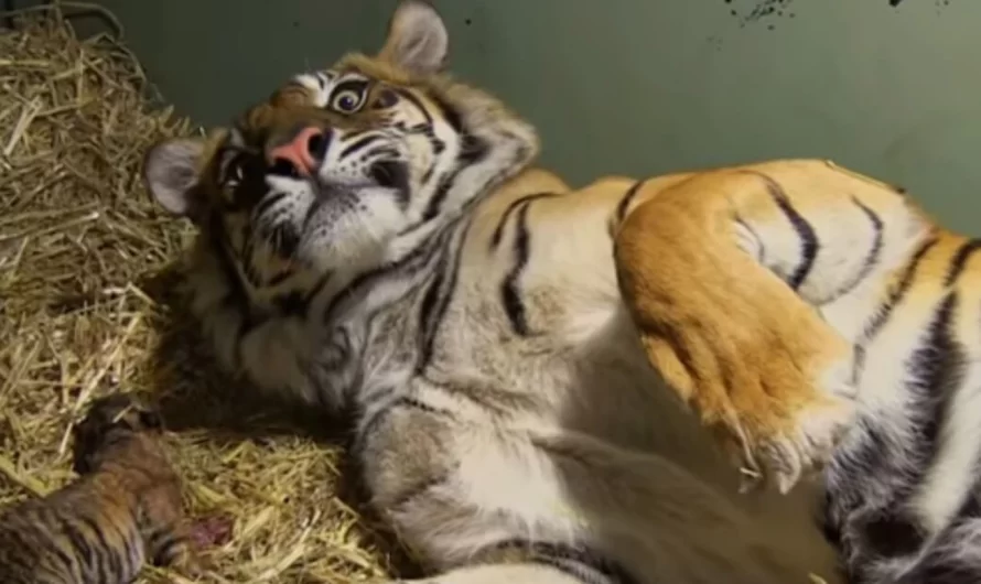 Moment Of Twin Birth Of An Endangered Tiger And Also Last-minute Mother’s Reactions