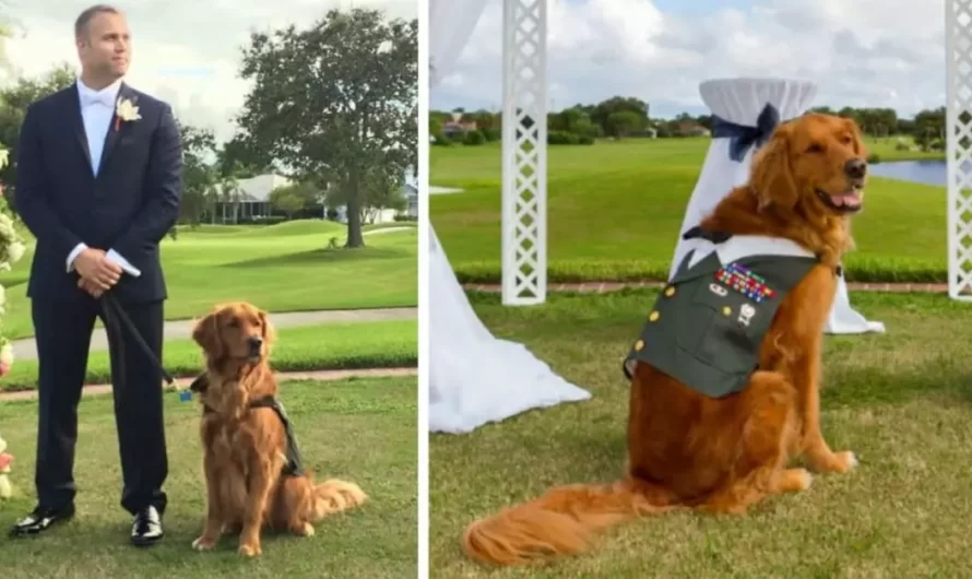 Wounded Veteran chose his service Dog to be the best man at his wedding celebration