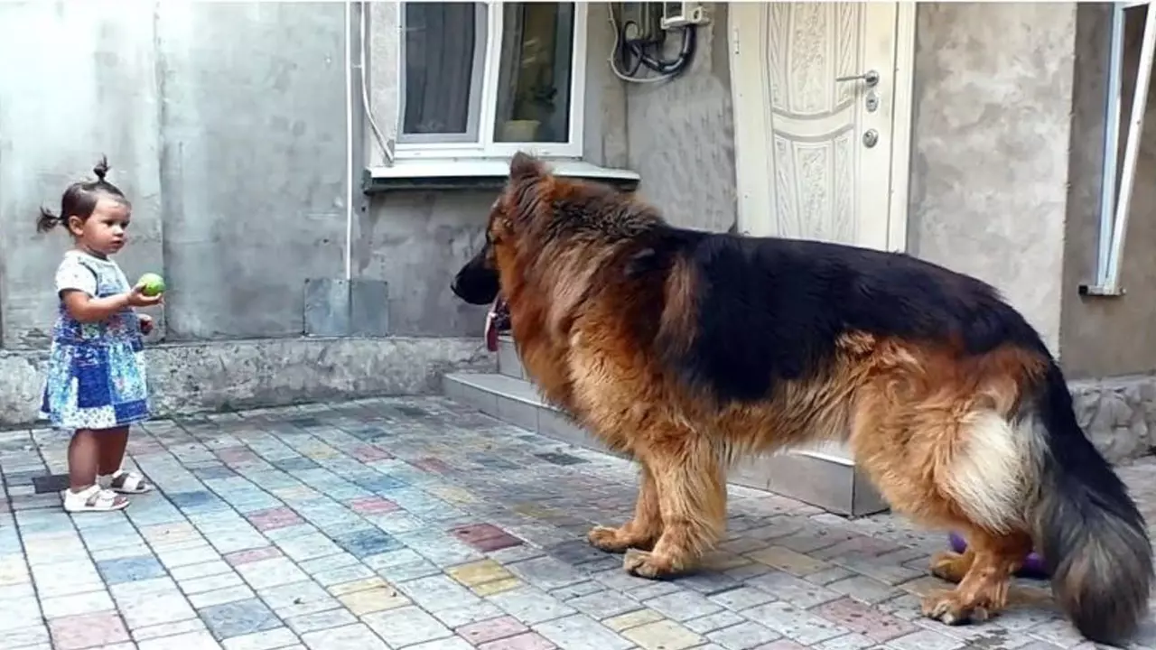 The girl saved a big dog from the market. No one loved it, while it wanted warmth and joy.