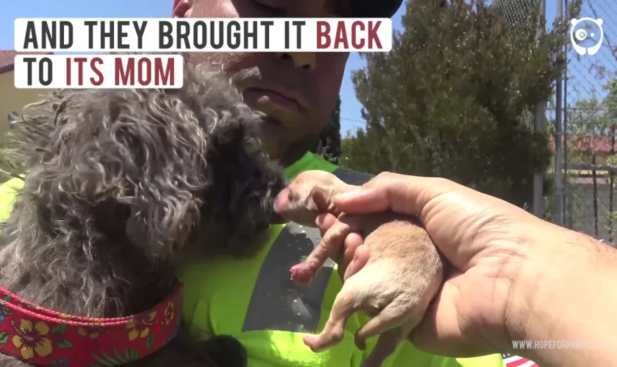 Rescuers Found A Stray Dog But It Rejected To Leave, Soon They Found Out Why …