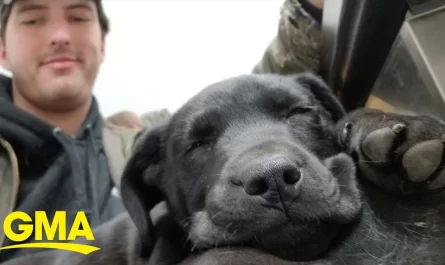 Deaf Man Adopts Deaf Dog and Currently They Are the very best of Friends