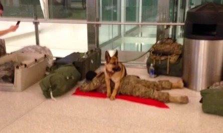 Military Dog Stands Guard To Protect Sleeping Soldier At Airport Terminal