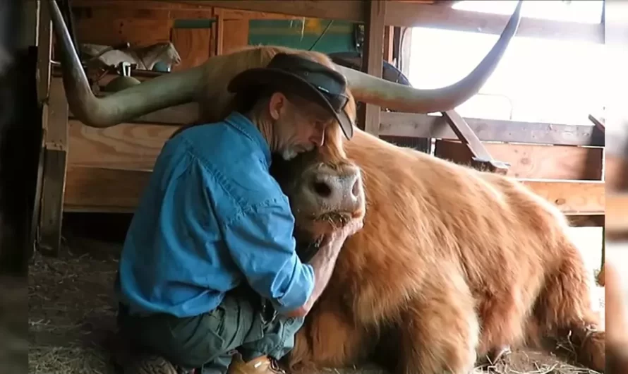 The kind hearted cowboy does his best in order to save the loving Highland cow and it changes the course of his life