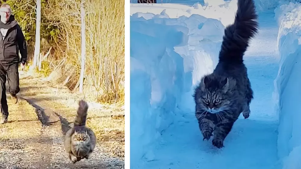 Cat races with dad and showing incredible leaping skills