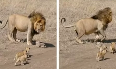 Lion Dad Attempts A New Parenting Technique But Cubs Do Not Let Him