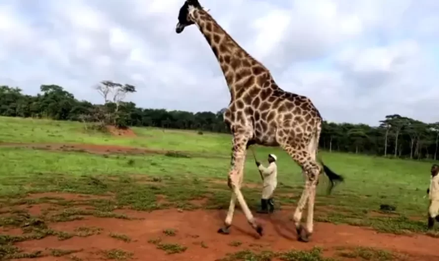 Giraffe Choking On Cable Twisted Around His Neck Dealt With By Rescuers