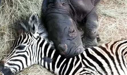 Orphaned Baby Zebra And Rhinoceros Calf Recovered Each Other And Can Not Stop Cuddling At Night