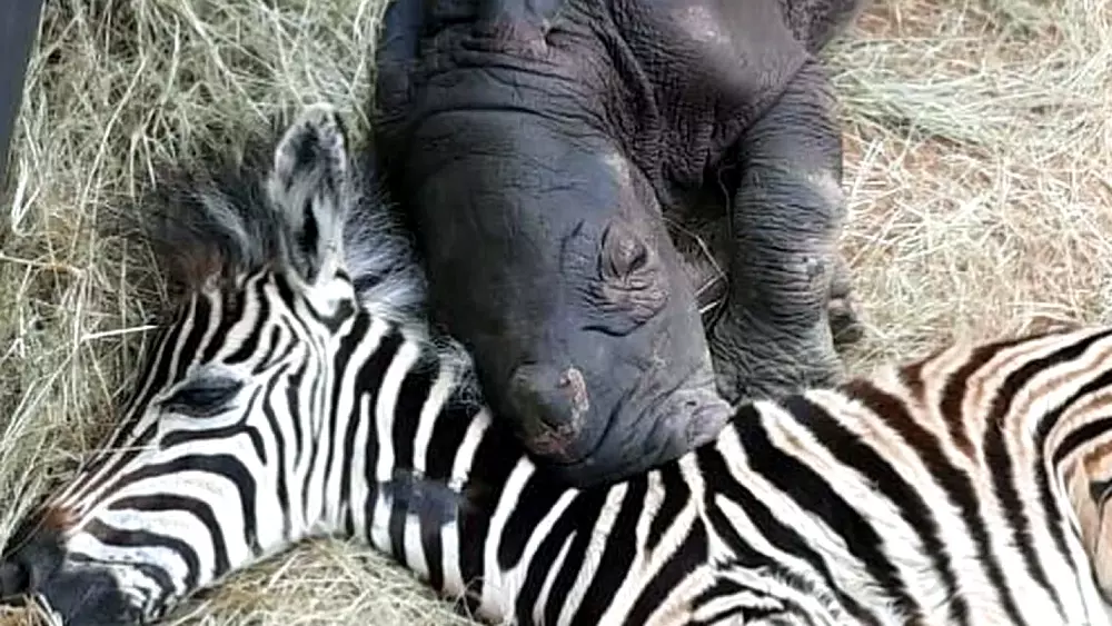 Orphaned Baby Zebra And Rhinoceros Calf Recovered Each Other And Can Not Stop Cuddling At Night
