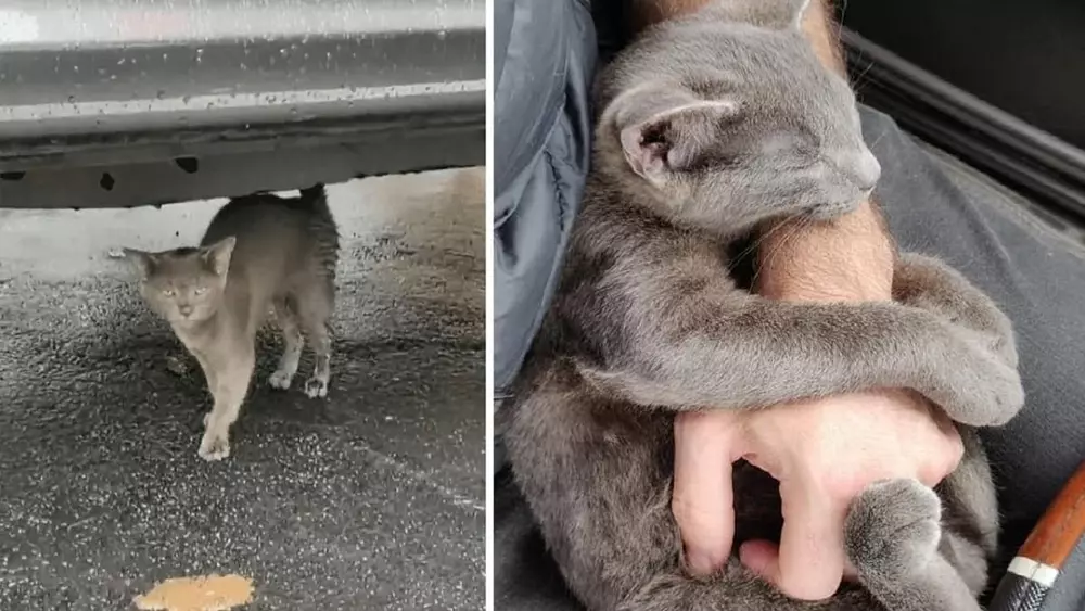 Stray Cat follows a stranger in car park and begs to be adopted
