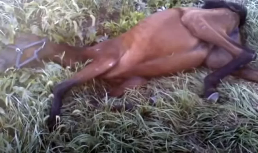 Girl finds starving horse on side of the road and walks 9 miles to find help