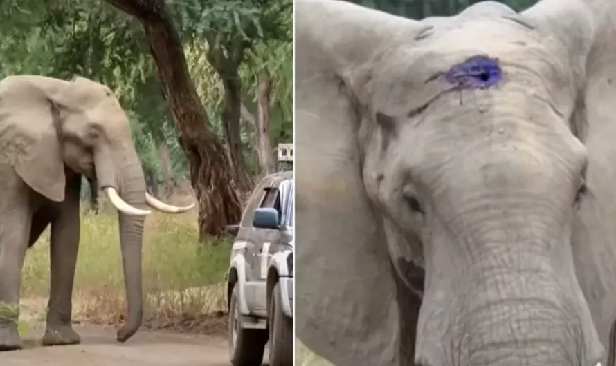 Elephant with bullet lodged in head runs up to people and requests help