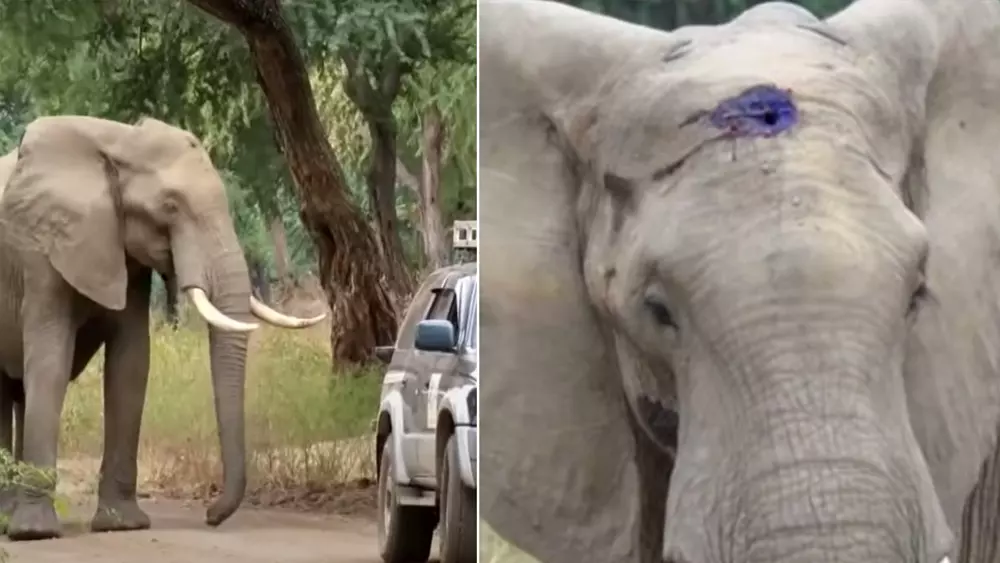Elephant with bullet lodged in head runs up to people and requests help