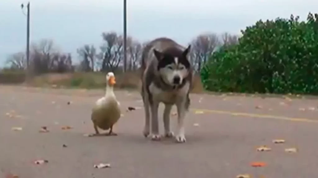 The Uncommon Friendship Between A Duck And A Husky Shows Us That Friendship Has No Limitations