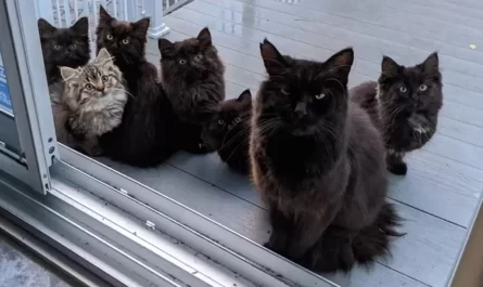 Stray Cat Brings All Her Babies To Meet The Woman Who Helped Her