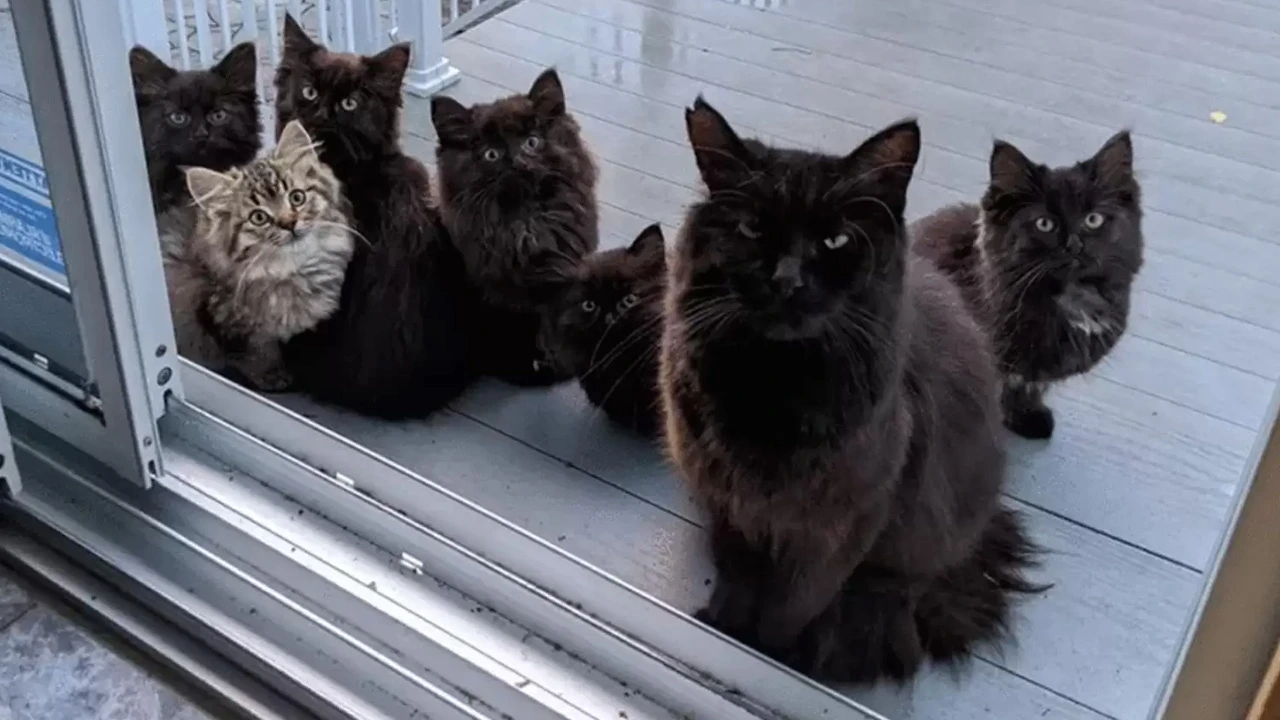 Stray Cat Brings All Her Babies To Meet The Woman Who Helped Her