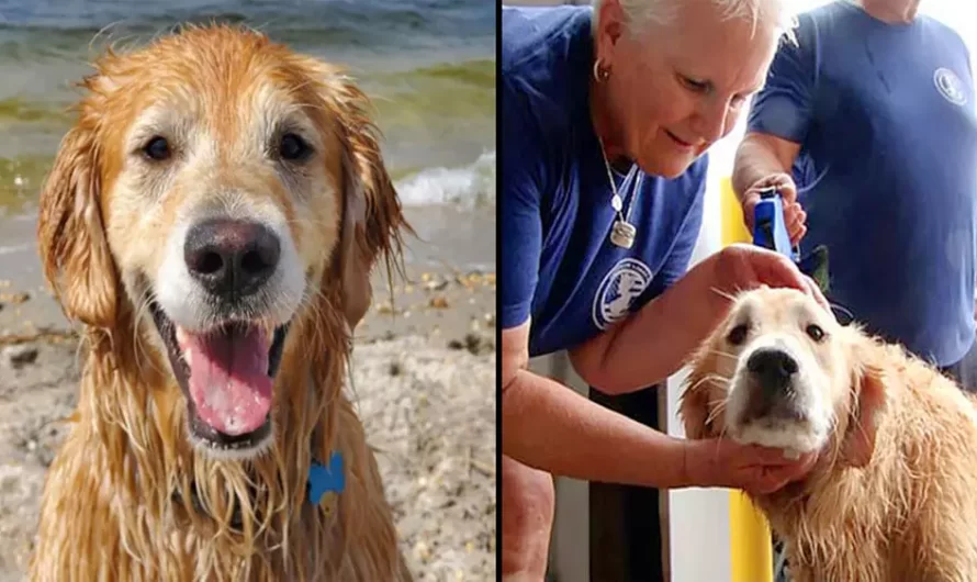 Lucky Golden Retriever survived 16 Days by swimming along the Shore!