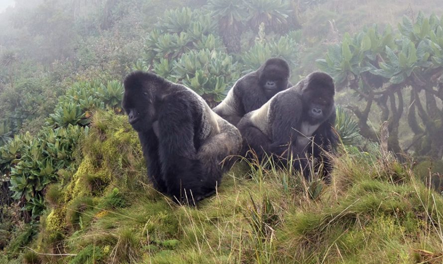 3 Silverback Gorillas Secure a Group Of 22 Female Gorillas