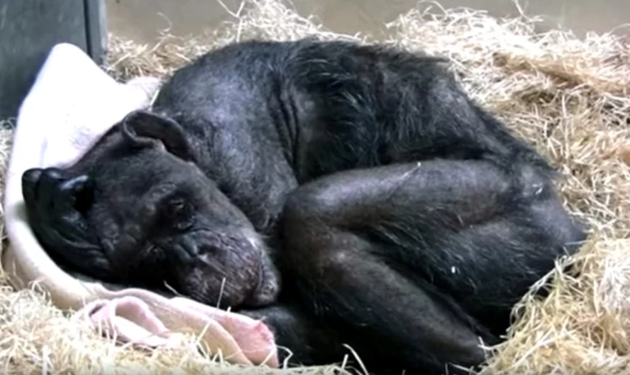 59 Yea Old Dying Chimpanzee Rejects Food, But After That She Recognizes Her Old Caretaker’s Voice