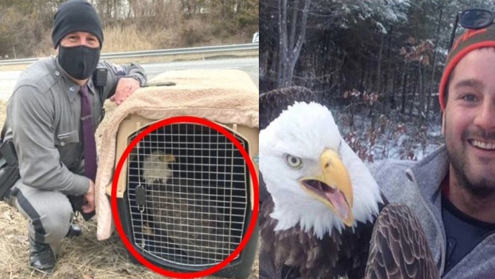 A Brave Policeman Risks Everything To Save The Life Of A Bald Eagle In Grave Danger