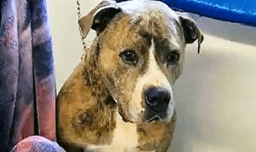 After Being Rejected For 720 Days, Dog Sits By Himself In Sad Corner Of Sanctuary