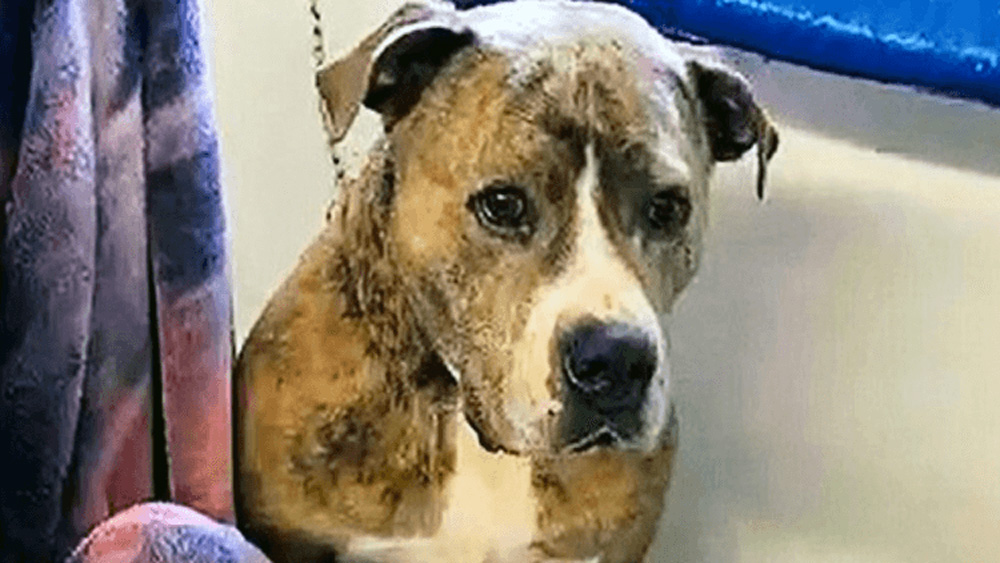 After Being Rejected For 720 Days, Dog Sits By Himself In Sad Corner Of Sanctuary