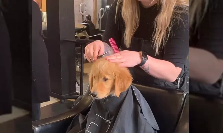 Puppy Goes To Salon With Mother And Sits For A Haircut Like A Human