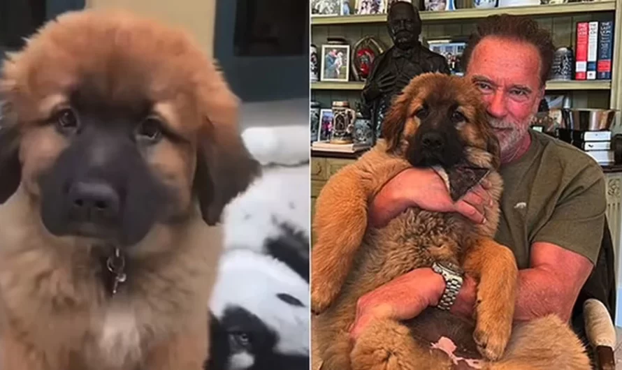 Arnold Schwarzenegger Happily Introduces His New Dog Called Schnitzel.
