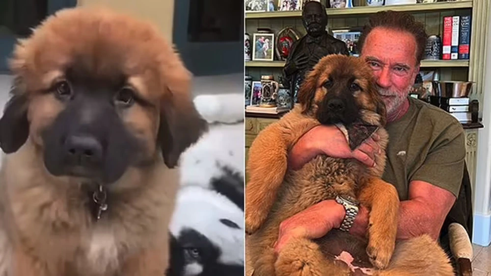 Arnold Schwarzenegger Happily Introduces His New Dog Called Schnitzel.
