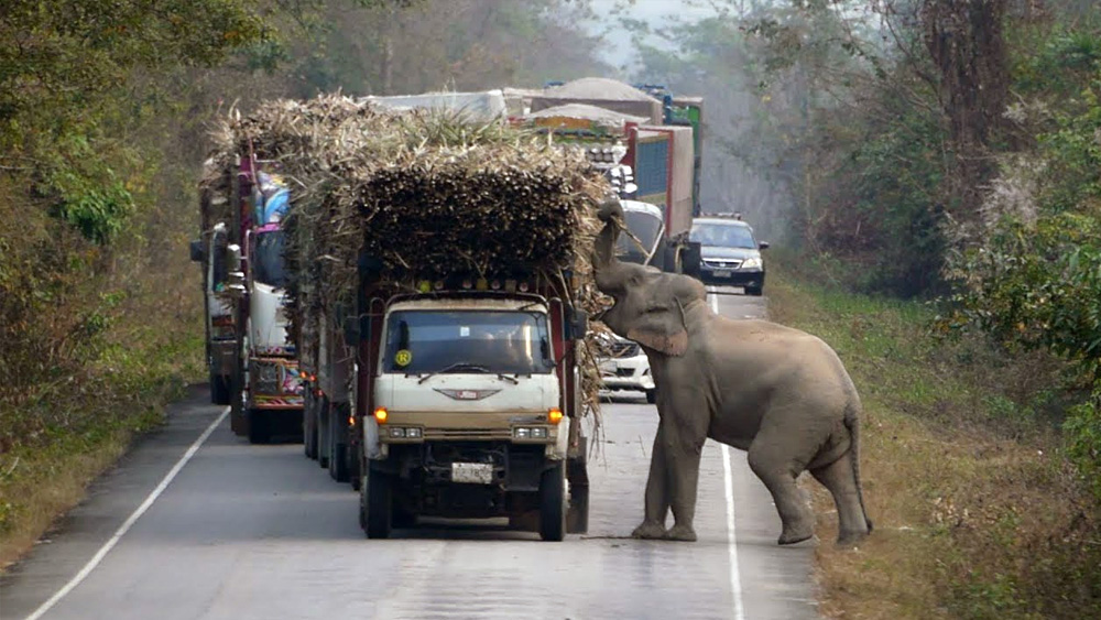 Baby Elephant Stops Traffic To Steal Loads Of Sugarcane From Passing Trucks