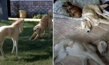 Baby small horse thinks she's a dog after growing up in a house of them