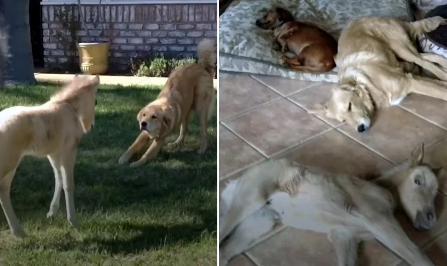 Baby small horse thinks she’s a dog after growing up in a house of them