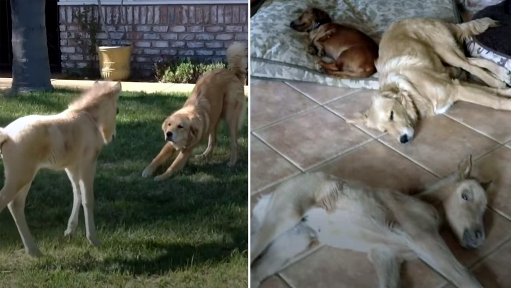 Baby small horse thinks she's a dog after growing up in a house of them