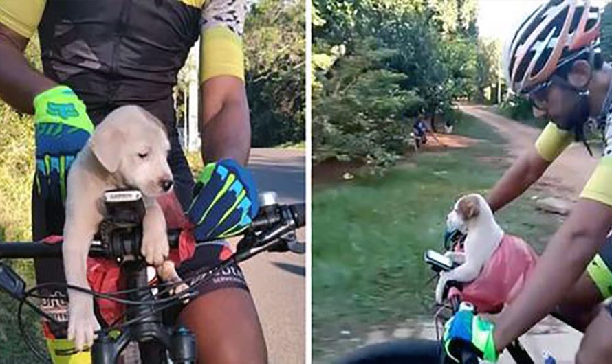 Bicycle Riders See A Car Dump A Bag, Puppy Runs Over To Them For A Ride