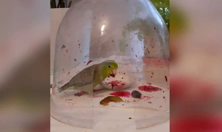 Bird Is Such A Messy Eater He Has To Eat Inside A Small Dome