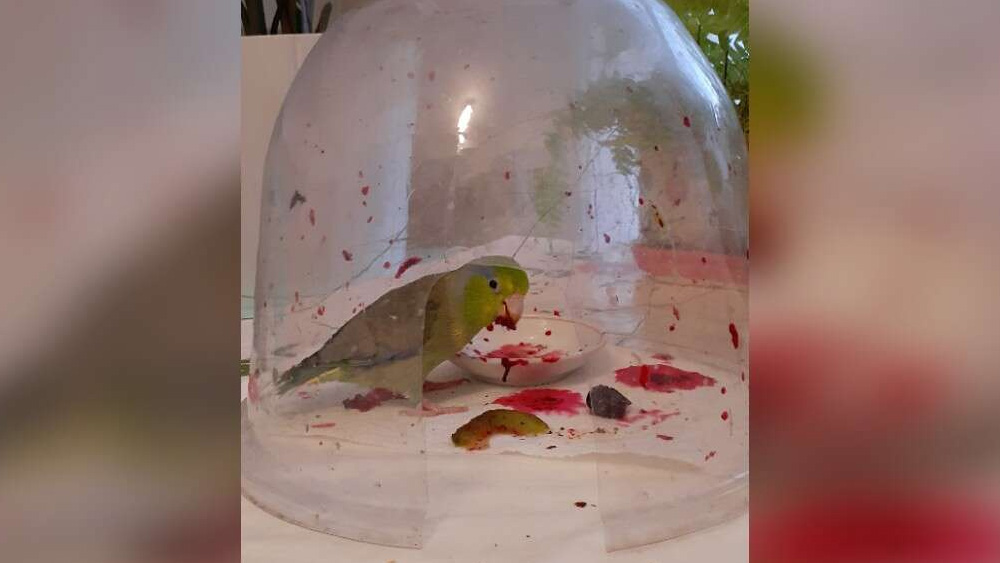 Bird Is Such A Messy Eater He Has To Eat Inside A Small Dome