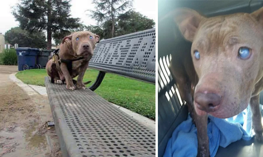 Blind pit was tied to a park bench and left there had no idea where she was or why she was left behind.