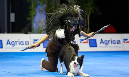 Border Collie takes hearts and wins World Champion with dance