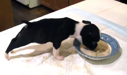 Boston Terrier Puppy Has A Funny Way of Eating and Mom Can Not Control Her Laughter