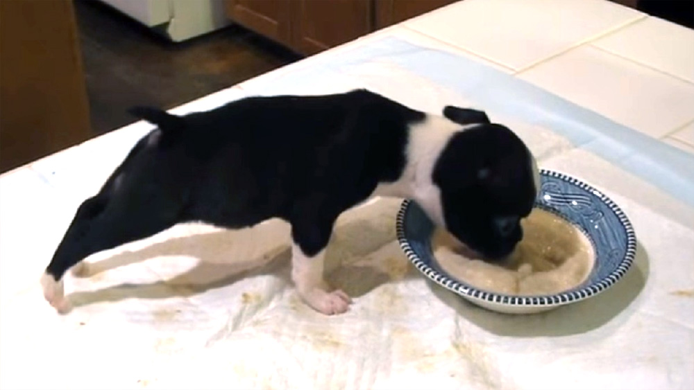 Boston Terrier Puppy Has A Funny Way of Eating and Mom Can Not Control Her Laughter