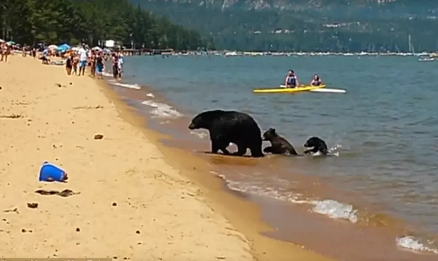 Mama Bear And Her 2 Cubs Go For Swim In California In The Middle Of The Day