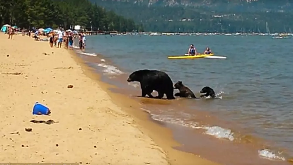 Mama Bear And Her 2 Cubs Go For Swim In California In The Middle Of The Day