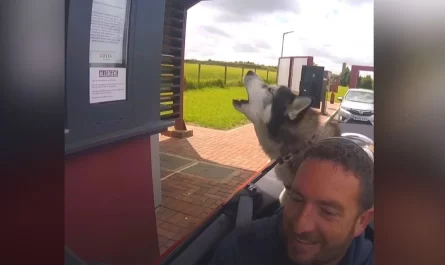 Chatty Husky howls in an order for treats at coffee stand in cute video